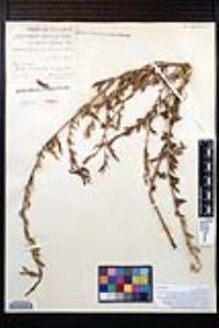 Oenothera neomexicana image