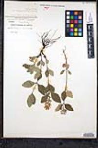 Scutellaria pilosa image