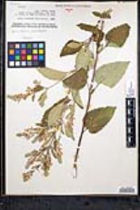 Scutellaria canescens image