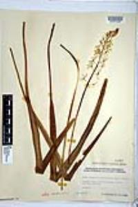 Camassia hyacinthina image