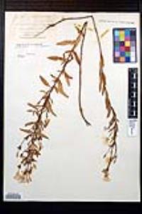 Oenothera fruticosa var. linearis image