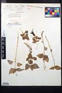 Circaea alpina subsp. pacifica image