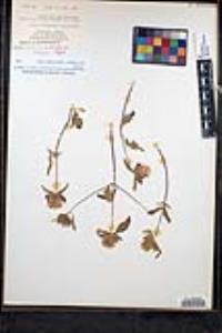 Monardella breweri subsp. lanceolata image