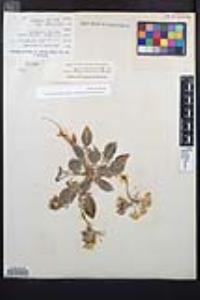 Camissonia claviformis subsp. funerea image