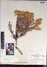 Ericameria parryi var. imula image