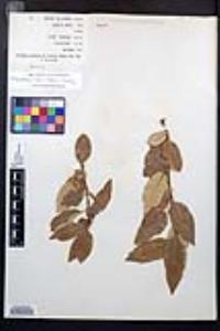 Prunus virens image