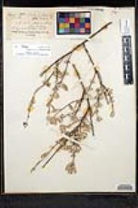 Salvia clevelandii image