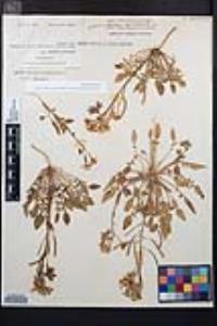 Camissonia claviformis subsp. funerea image