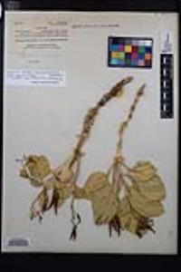 Cycladenia humilis var. jonesii image
