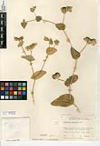 Bupleurum lancifolium image