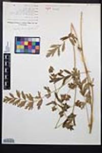 Horkelia californica var. frondosa image