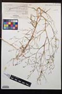 Gayophytum oligospermum image