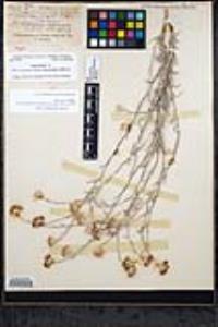 Corethrogyne filaginifolia var. linifolia image