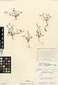 Trifolium variegatum var. geminiflorum image