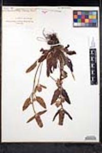 Prunella vulgaris image