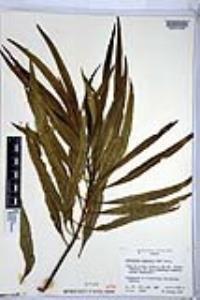 Astianthus viminalis image