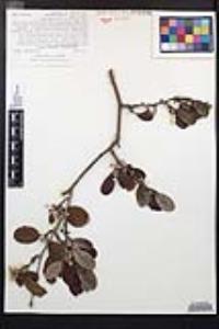 Cercocarpus traskiae image