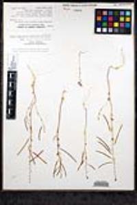 Streptanthus fenestratus image
