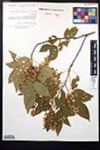 Thouinia acuminata image