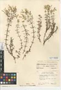 Leptosiphon floribundus subsp. glaber image