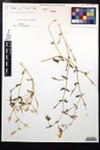 Kallstroemia grandiflora image