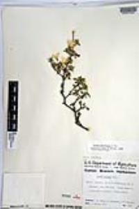 Cordia parvifolia image