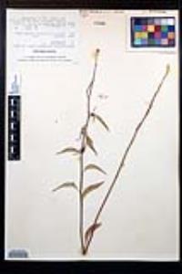 Gongylocarpus rubricaulis image