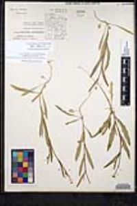 Thysanocarpus curvipes subsp. amplectens image