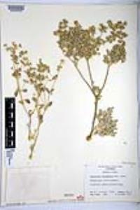Tidestromia oblongifolia image