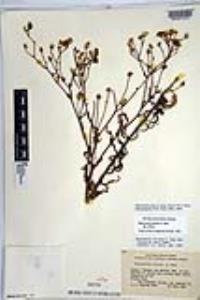 Malacothrix foliosa subsp. foliosa image