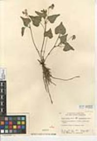 Viola lobata subsp. integrifolia image