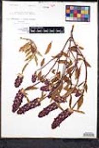 Prunella vulgaris var. atropurpurea image
