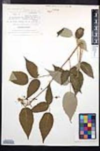 Rubus caudatisepalus image