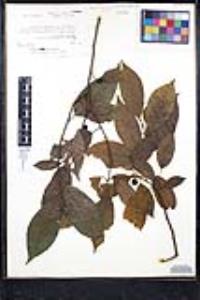 Rhamnus capreifolia image