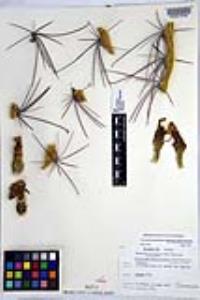 Ferocactus hamatacanthus image