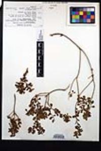 Ericameria cuneata var. spathulata image