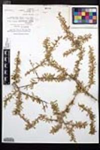 Prunus fasciculata image