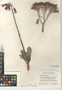 Cotyledon orbiculata var. oblonga image