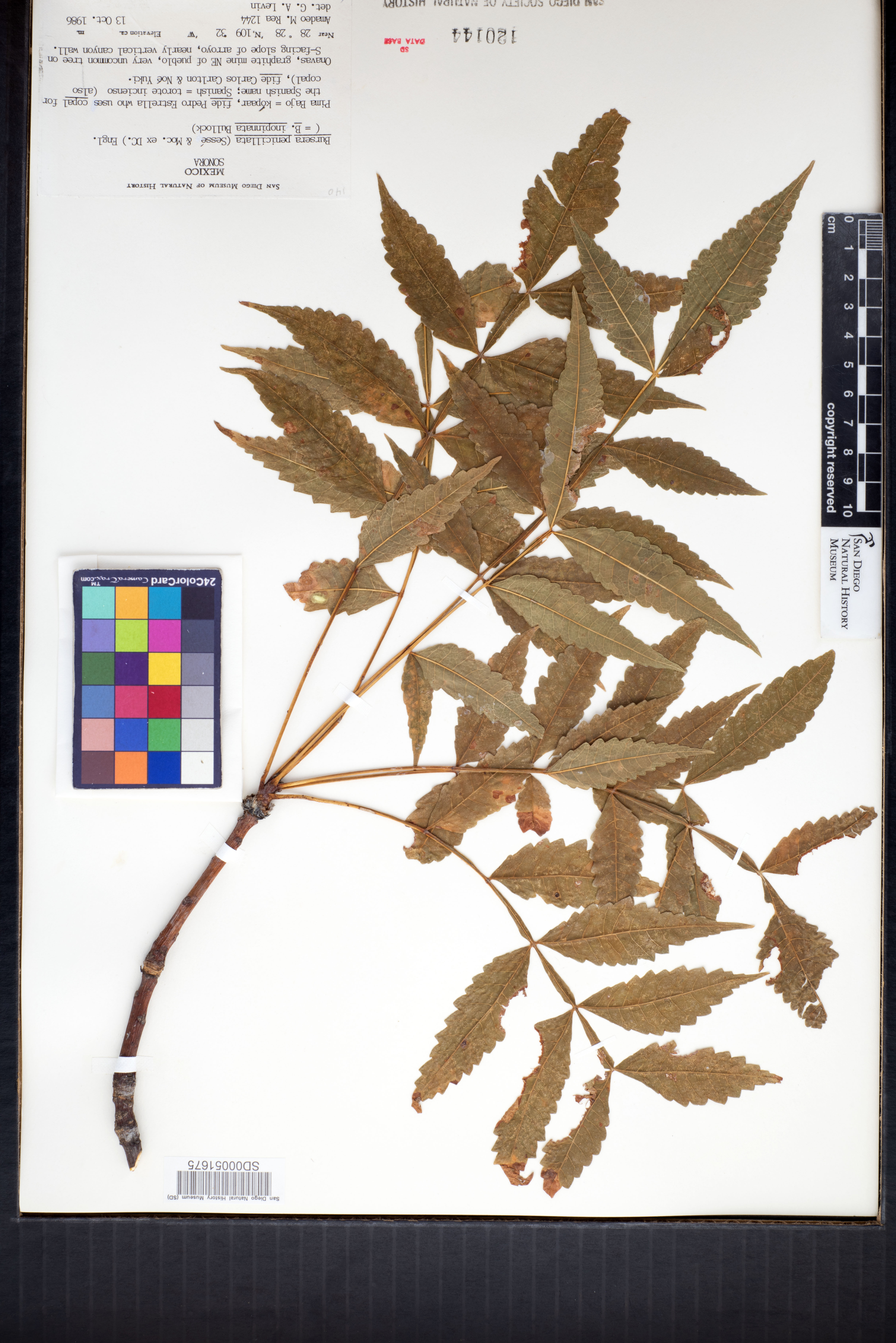 Bursera penicillata image