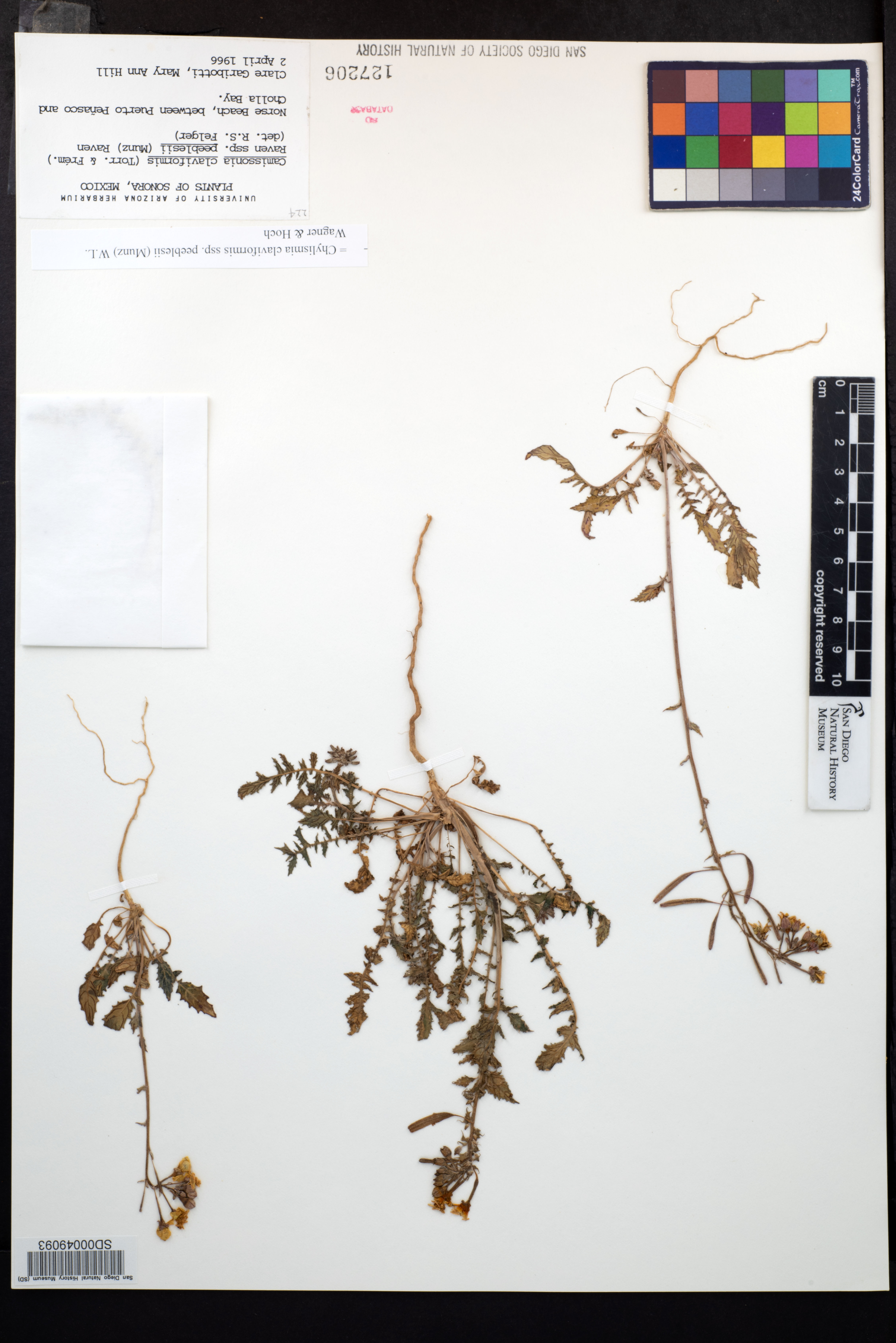 Chylismia claviformis subsp. peeblesii image