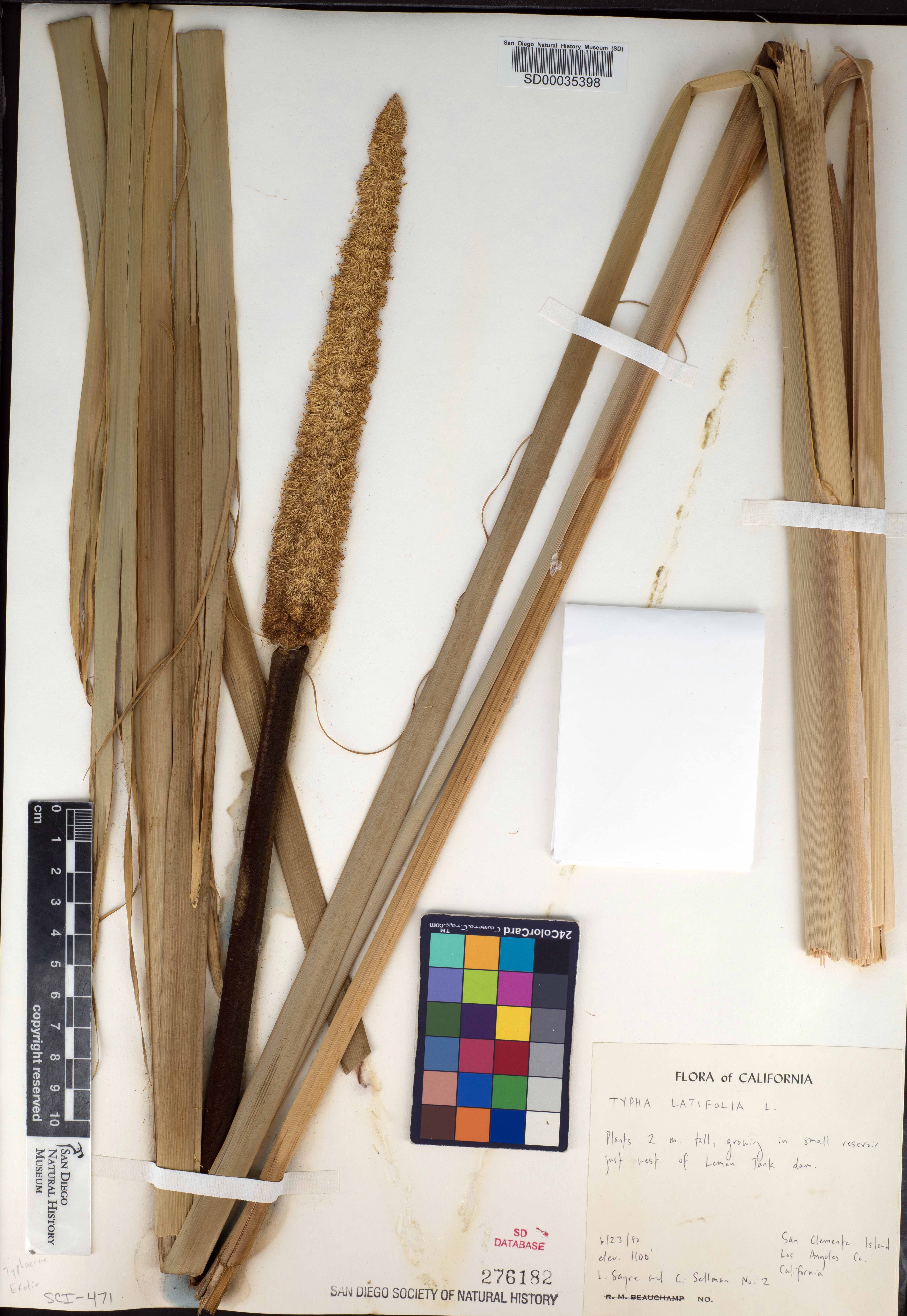 SDNHM Synoptic Collections