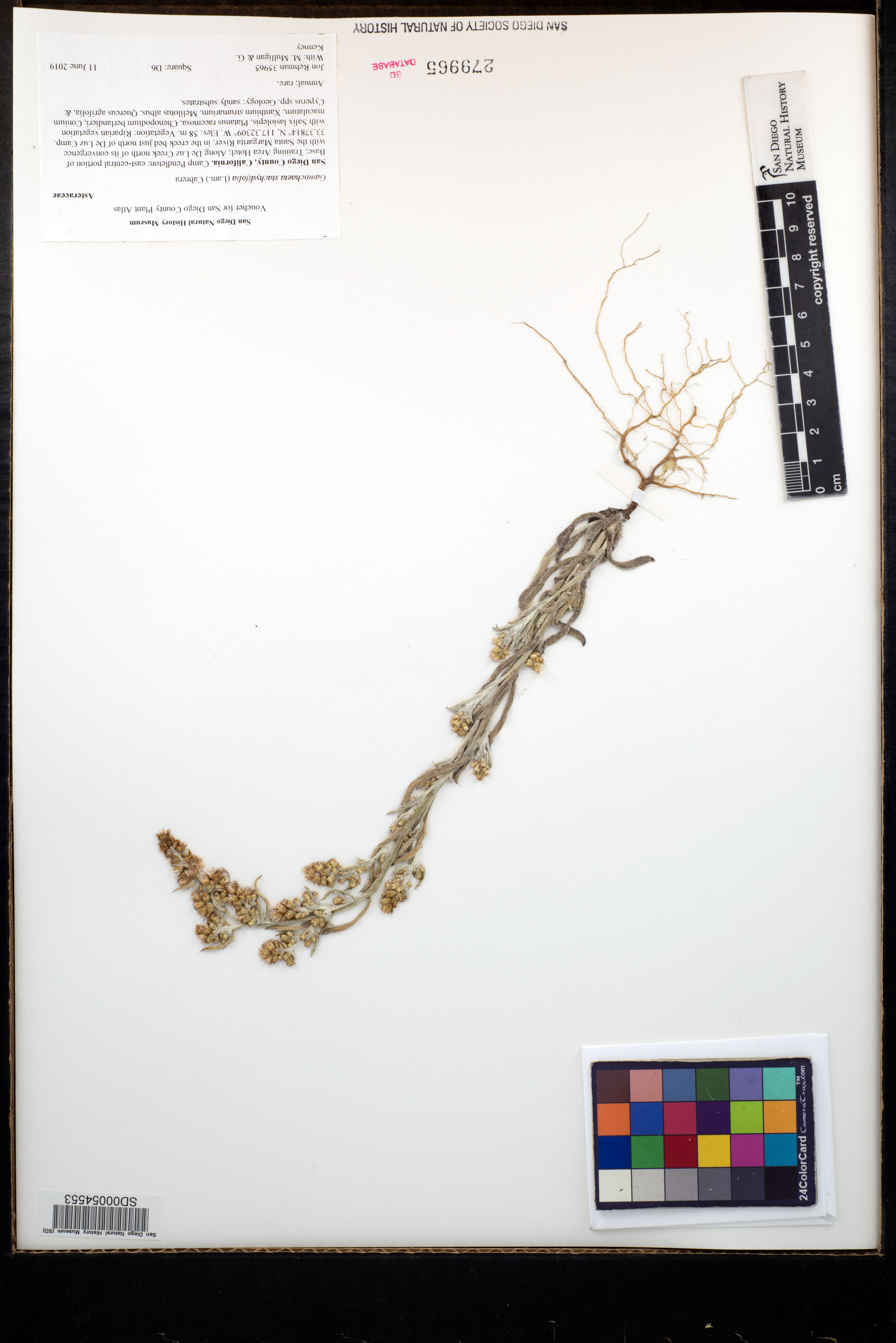 Gamochaeta stachydifolia image