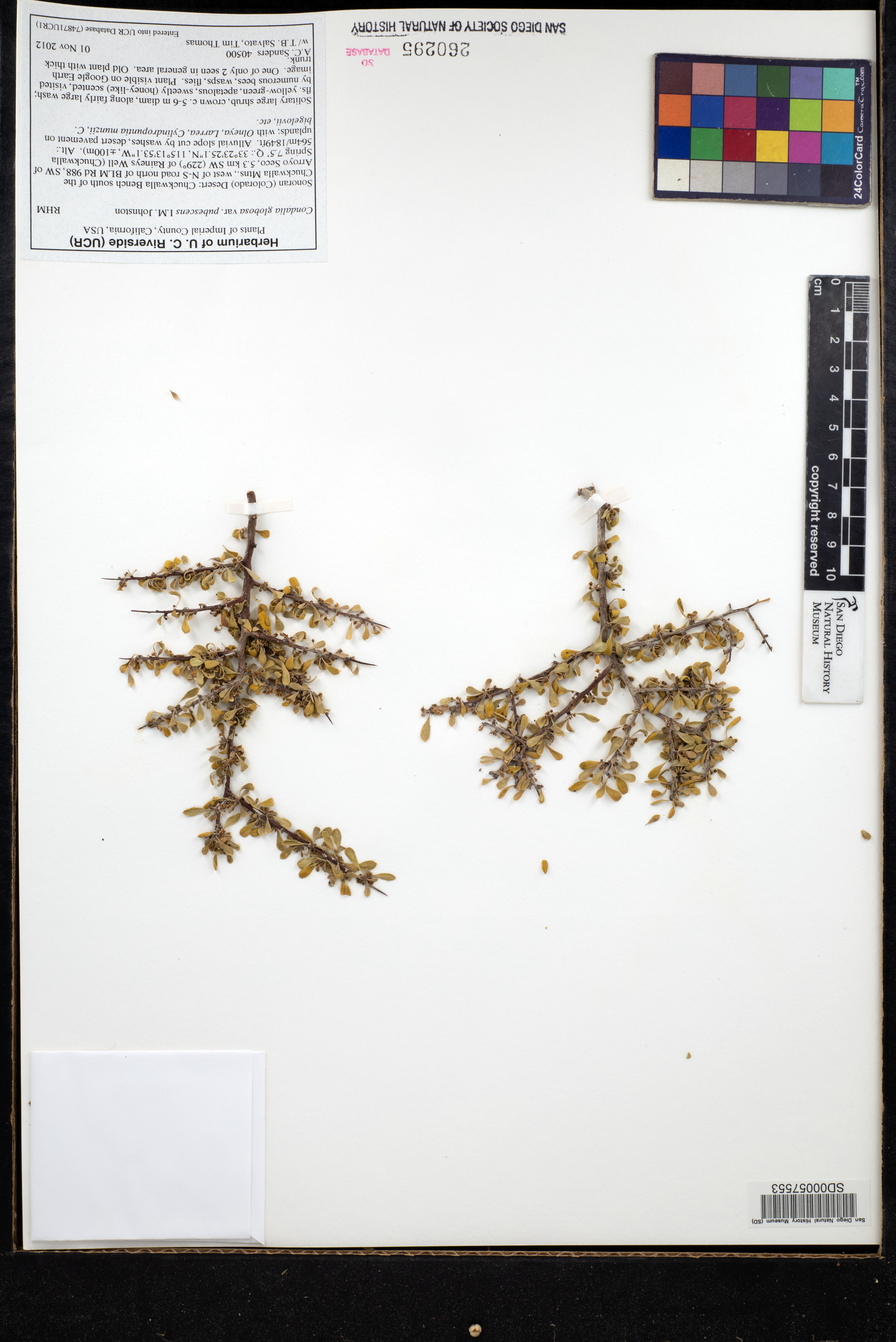 Condalia globosa var. pubescens image