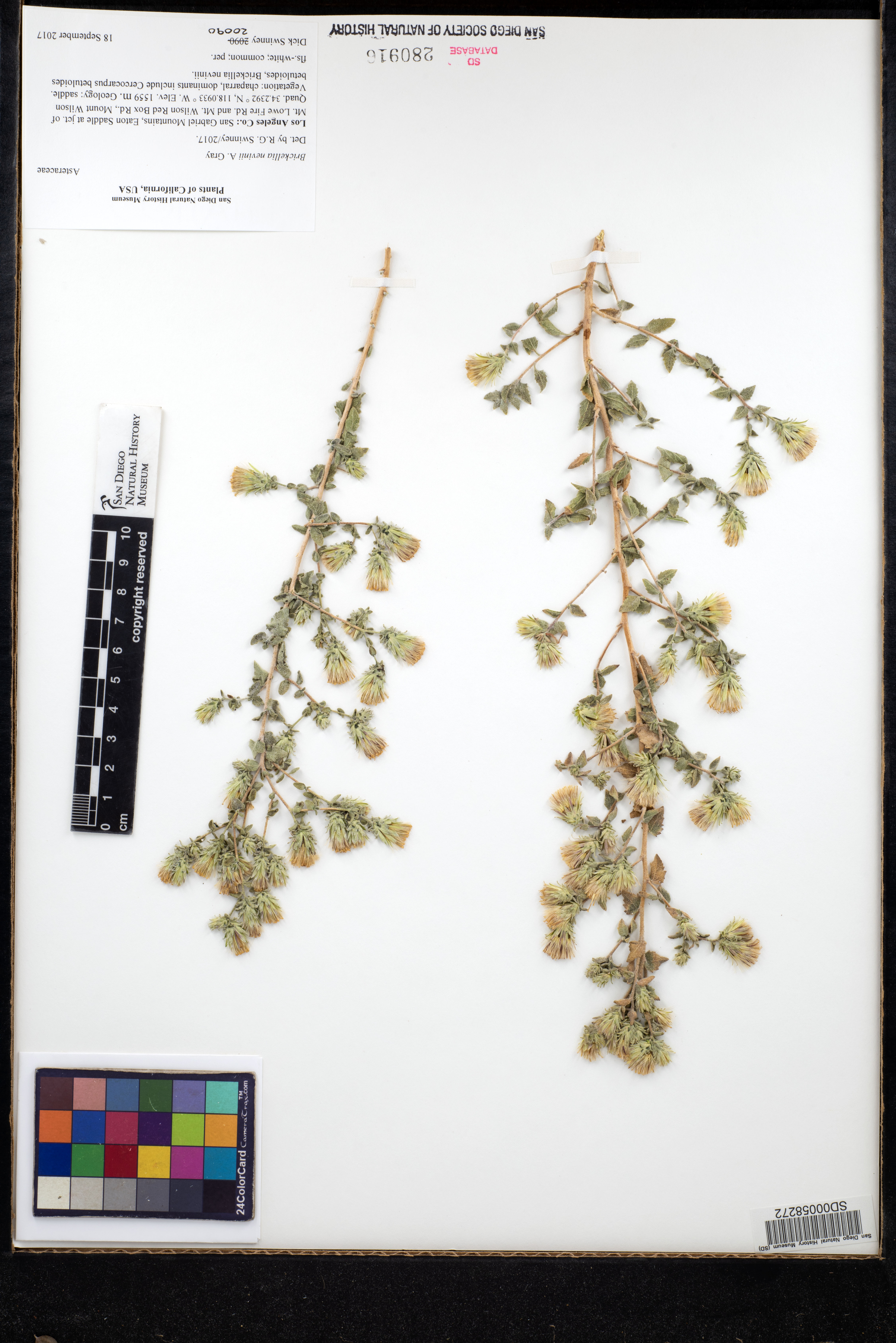 Brickellia nevinii image