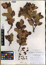 Rhus kearneyi image