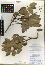 Rhus kearneyi image