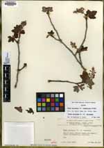 Ribes malvaceum image