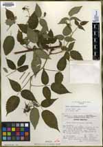 Rubus caudatisepalus image