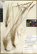 Festuca bajacaliforniana image