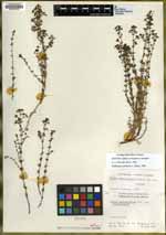 Galium coronadoense image